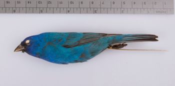 Media type: image;   Ornithology 211618